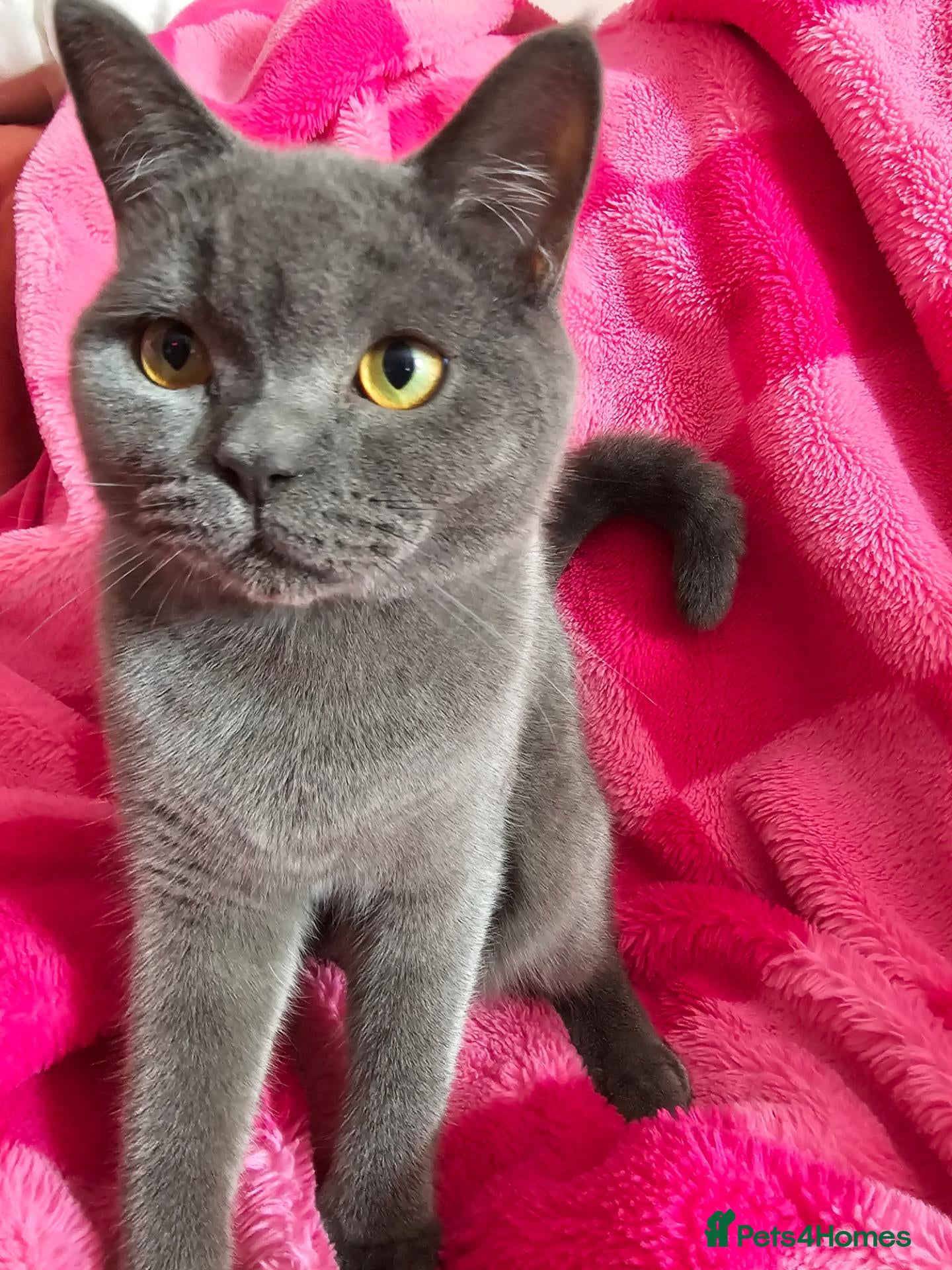 British Shorthair cats 💕🐾 Adorable BSH silver kittens ready to go 🐾💕 - Advert 4