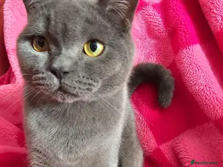 British Shorthair cats 💕🐾 Adorable BSH silver kittens ready to go 🐾💕 - Advert 4