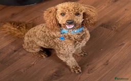 Cockapoo dogs for sale: f1 toy cockerpoo fox red dna tested  - Image 35