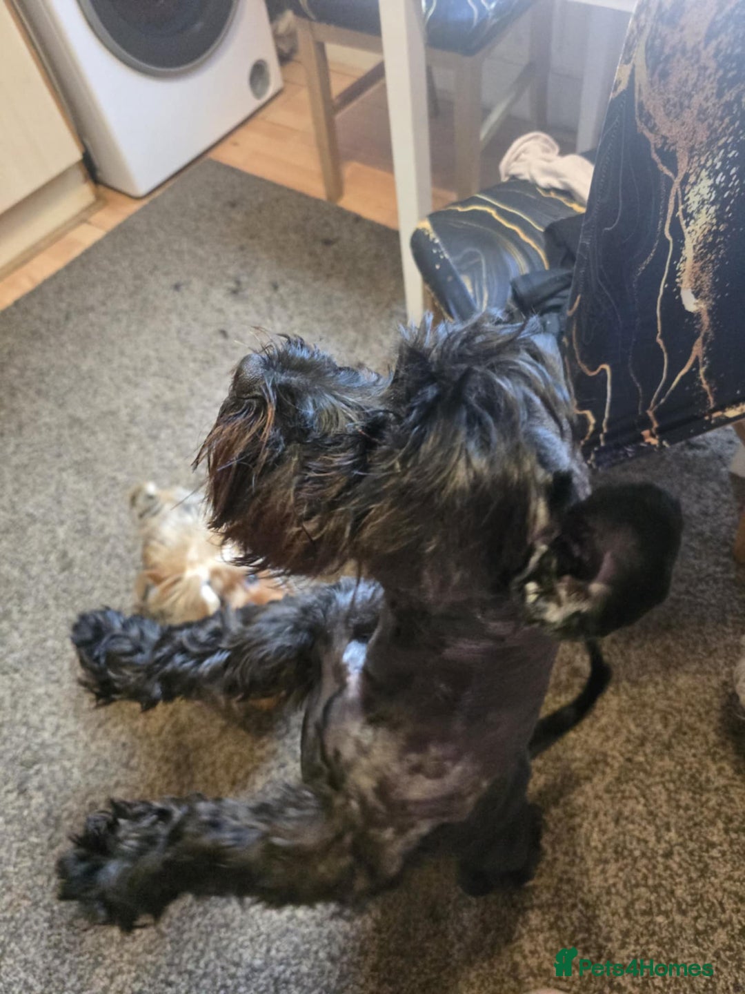 Mixed Breed dogs for sale: Shnorky - Image 4