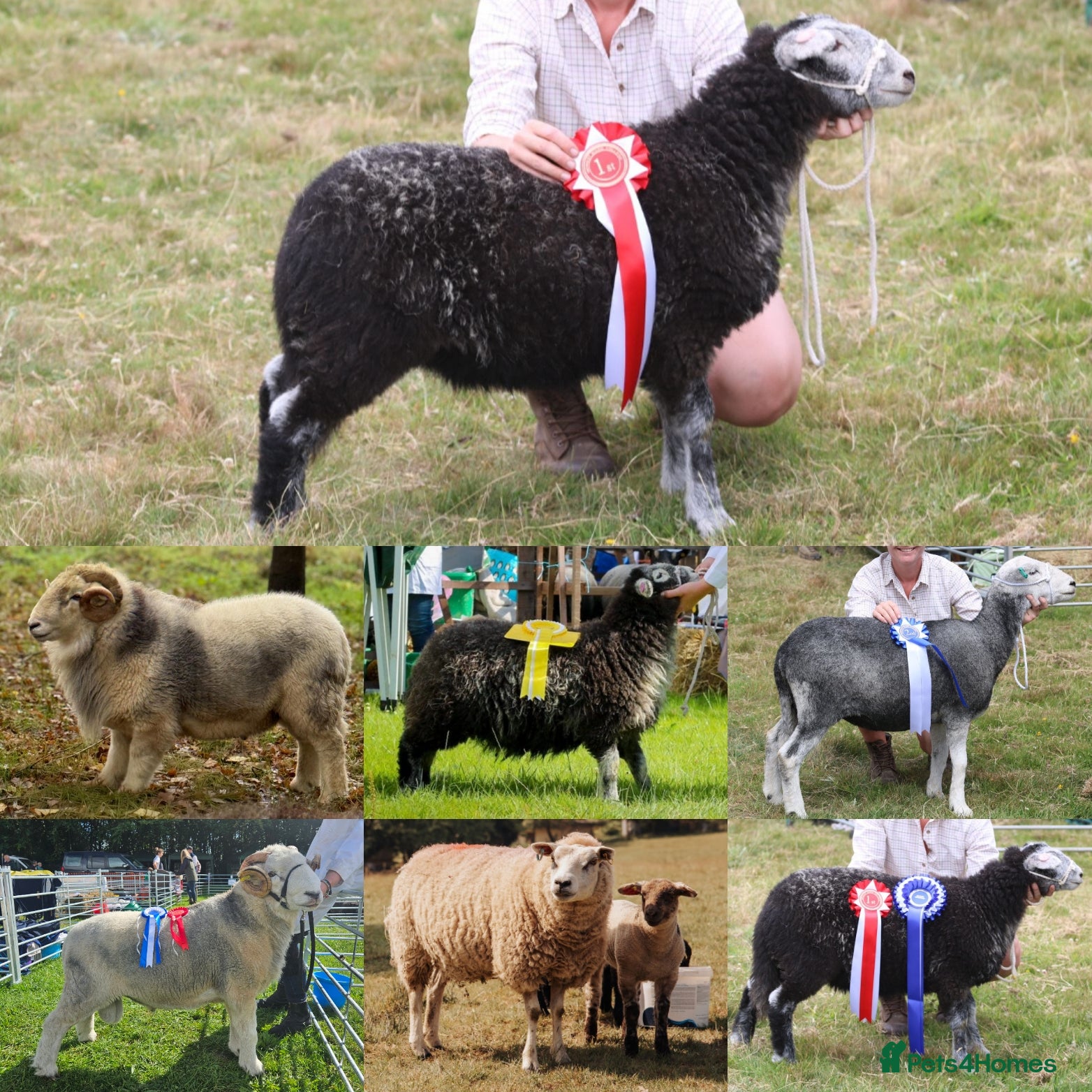 Sheep livestock Very sad flock dispersal of my friendly show sheep - Advert 5
