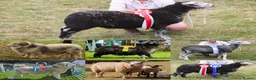 Sheep livestock for sale: Very sad flock dispersal of my friendly show sheep - Advert 1