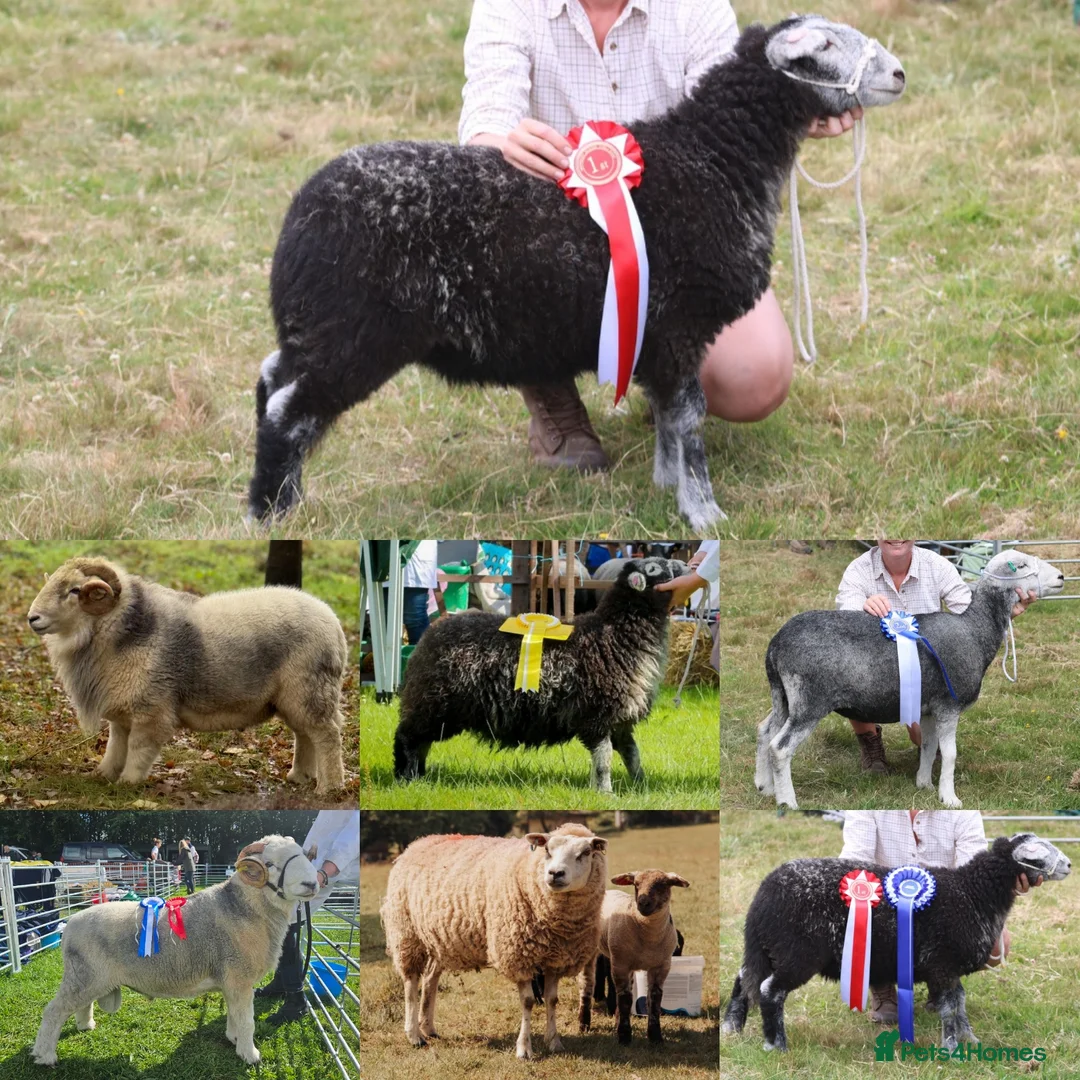 Sheep livestock for sale: Very sad flock dispersal of my friendly show sheep - Advert 1