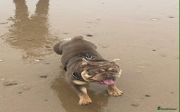 English Bulldog dogs for sale: Beautiful English bulldog - Image 9