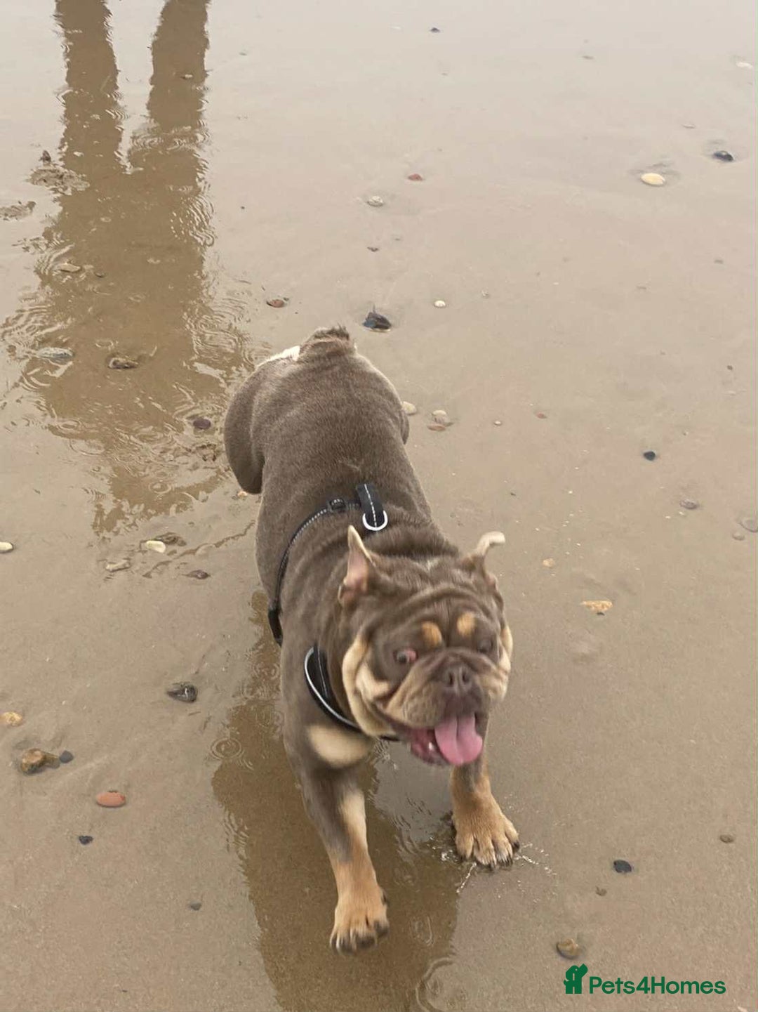 English Bulldog dogs for sale: Beautiful English bulldog - Image 9