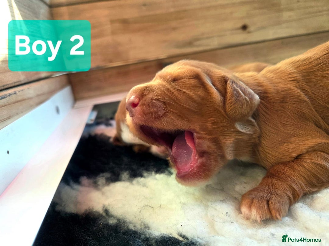 Cocker Spaniel dogs for sale: Stunning KC reg red working cocker pups - Advert 35