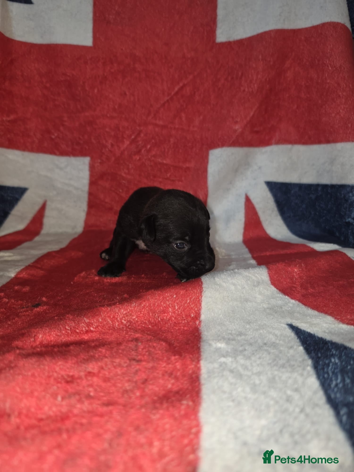 Mixed Breed dogs Patterdale lakeland boarder x patterdale - Advert 2
