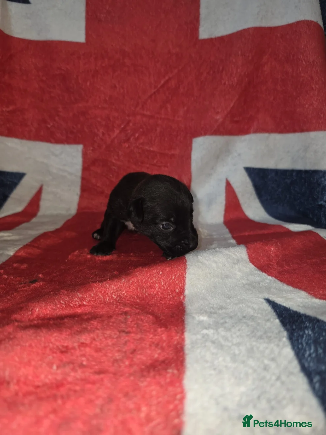 Mixed Breed dogs for sale: Patterdale lakeland boarder x patterdale in Stoke-on-Trent - Advert 2
