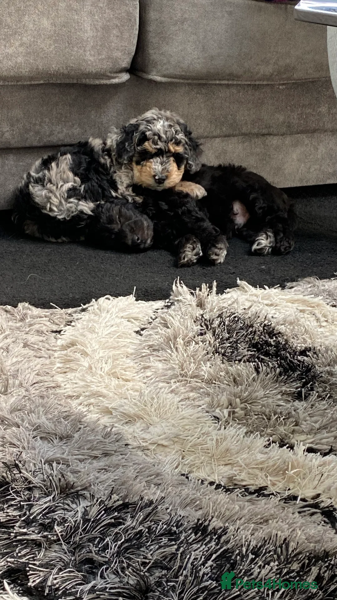 Miniature Poodle dogs for stud: Miniature poodle blue merle for stud in Bradford - Advert 20