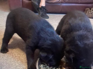 Mixed Breed dogs - Advert 1