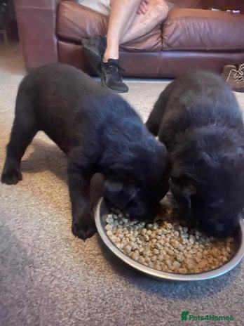 Mixed Breed dogs - Advert 1