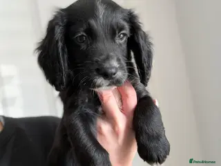 Sprocker dogs Last male Sprocker pup left - ready to leave! 🐶💕 - Advert 7