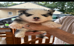 Pomsky dogs for sale: Champion bloodline f4 pomskys - Image 6