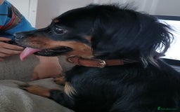 Mixed Breed dogs for sale: Sweet 18-Month-Old Female Dog Needs a Loving Home - Image 1