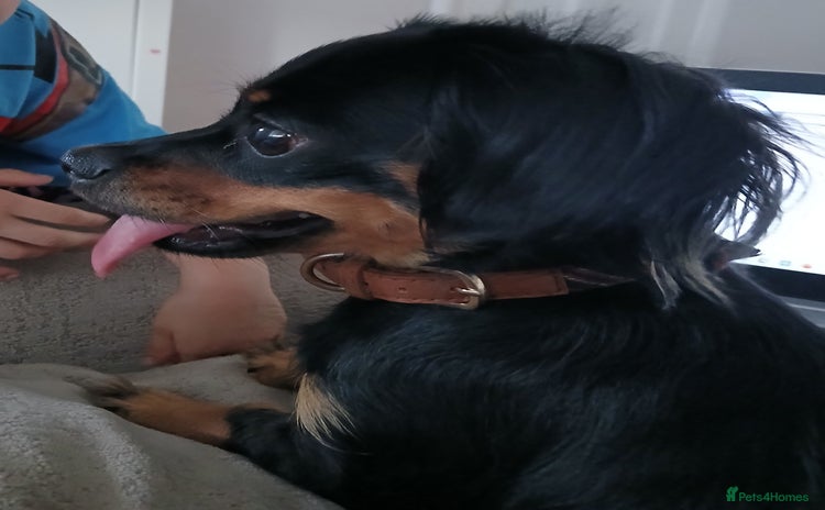 Mixed Breed dogs - Advert 1