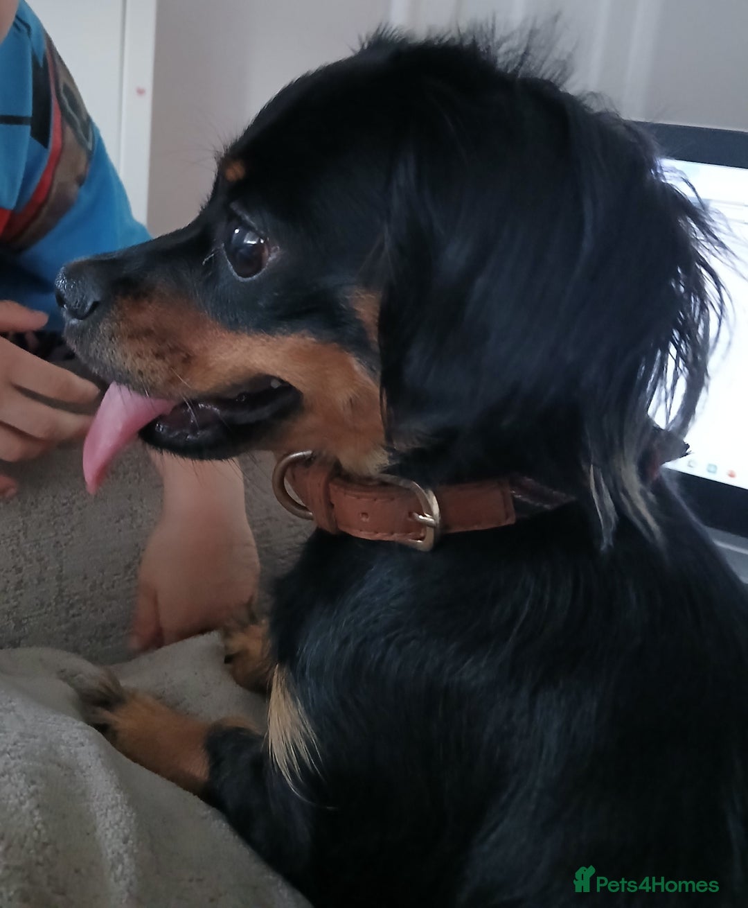 Mixed Breed dogs for sale: Sweet 18-Month-Old Female Dog Needs a Loving Home - Image 1