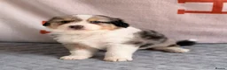 Australian Shepherd dogs for sale: Kc Australia shepherd puppies health test parents - Advert 40
