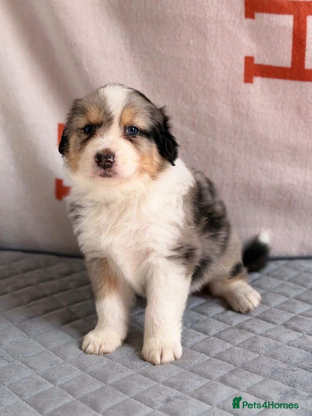 Australian Shepherd dogs for sale: Kc Australia shepherd puppies health test parents - Advert 40