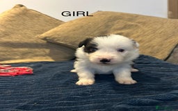 Border Collie dogs for sale: Border collie puppies for sale!!!❤️ - Image 8