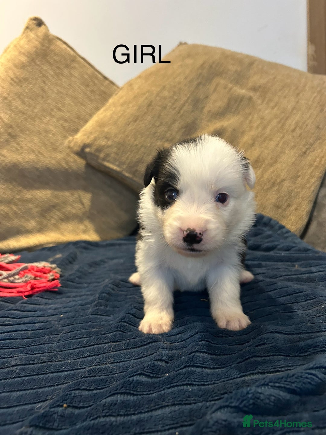 Border Collie dogs for sale: Border collie puppies for sale!!!❤️ - Image 8