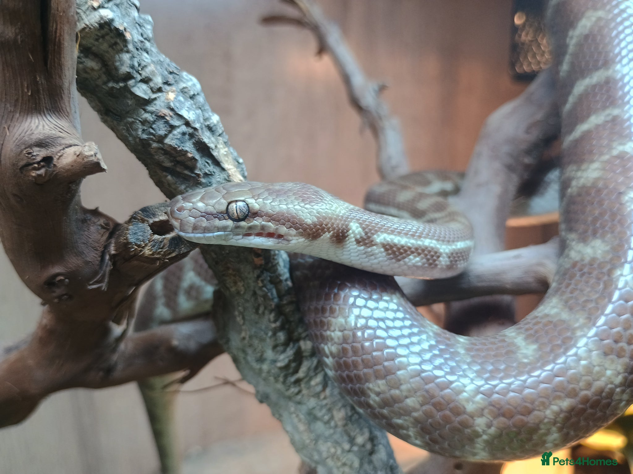 Python Snake reptiles for sale: 1.1 CB22 Unrelated Stimson's Python Pair  - Advert 1
