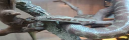 Python Snake reptiles for sale: 1.1 CB22 Unrelated Stimson's Python Pair  in Tamworth - Advert 1