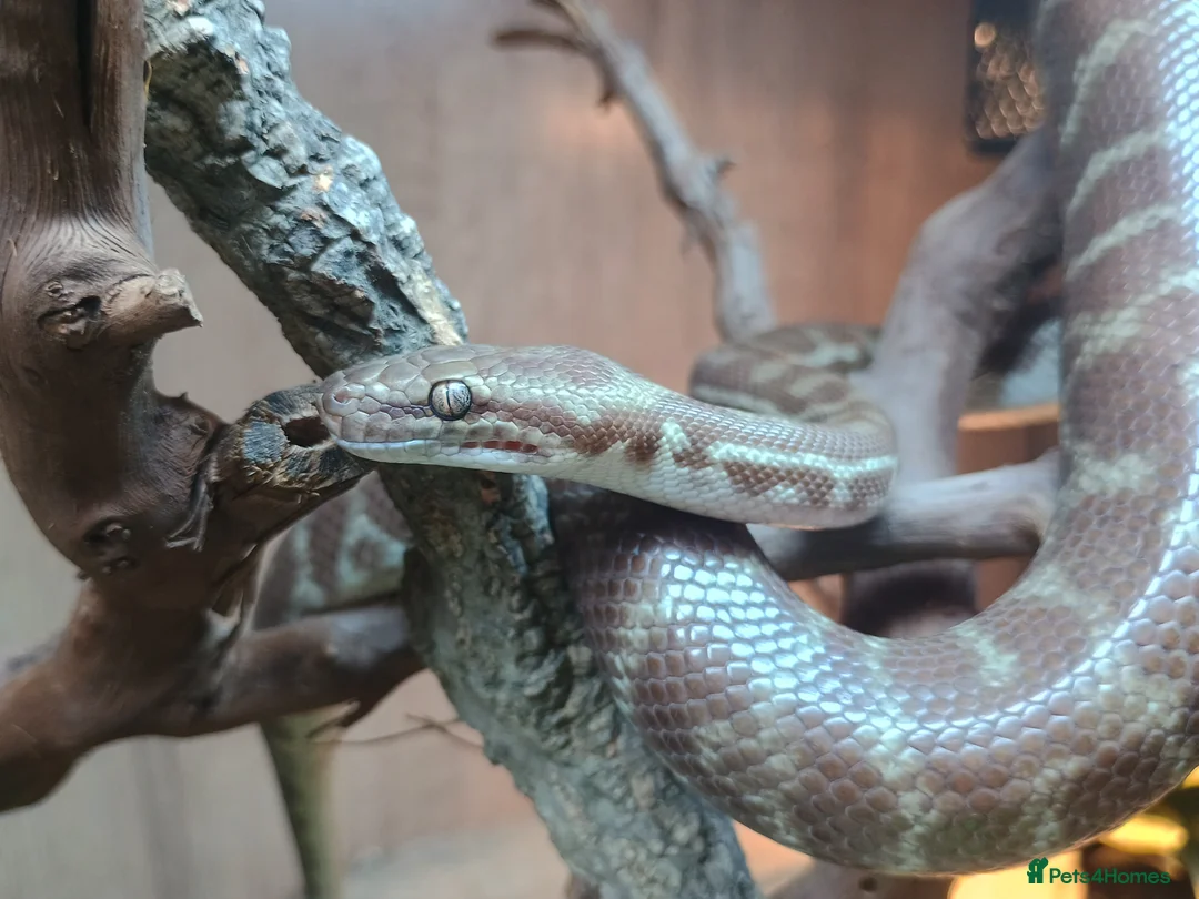 Python Snake reptiles for sale: 1.1 CB22 Unrelated Stimson's Python Pair  in Tamworth - Advert 1