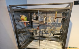 Conures birds for sale: Pineapple Conure fully tamed - Image 5