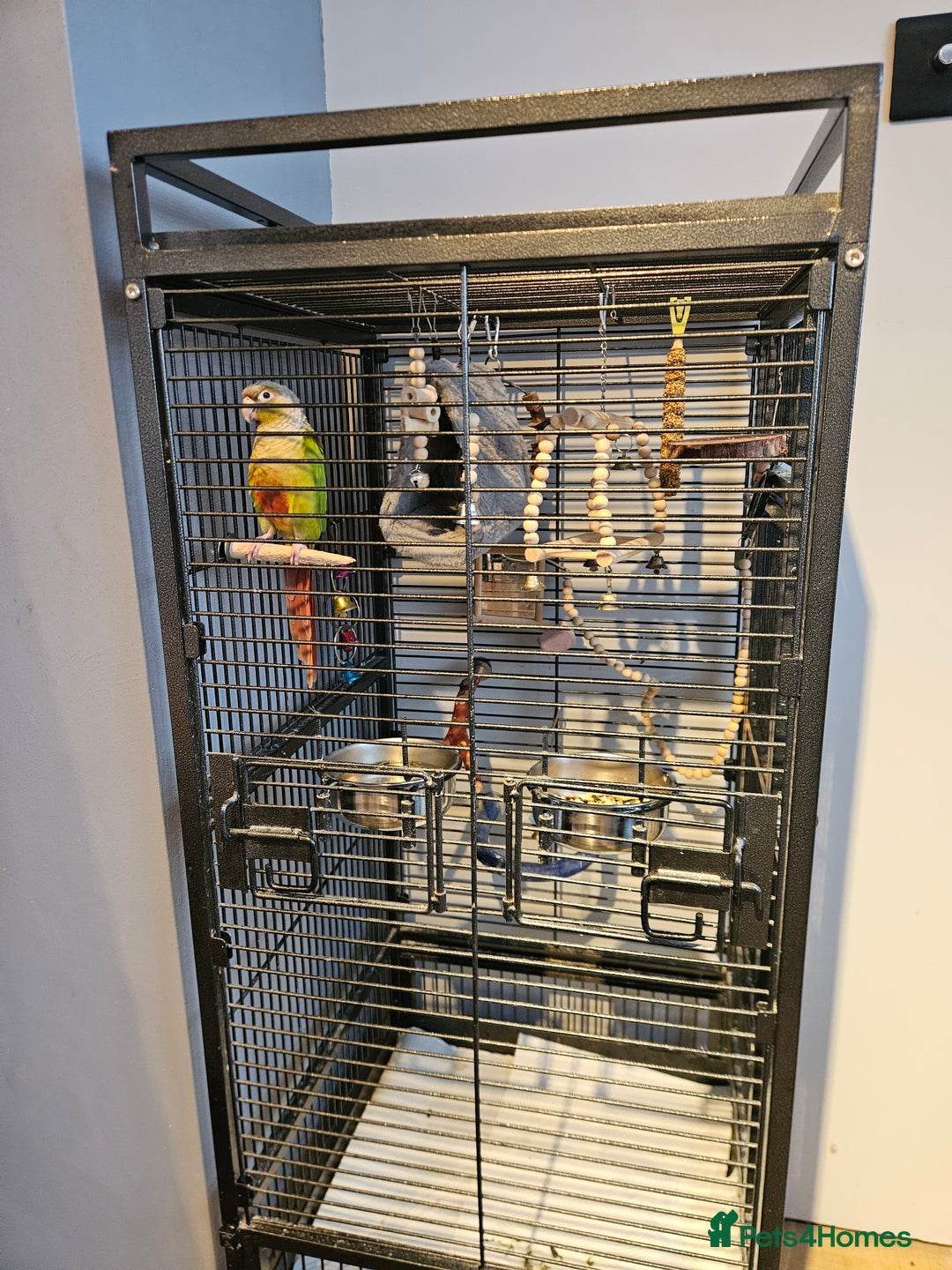 Conures birds for sale: Pineapple Conure fully tamed - Image 5