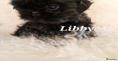 Shih Tzu dogs - Advert 9