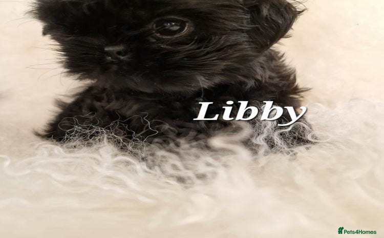 Shih Tzu dogs - Advert 4