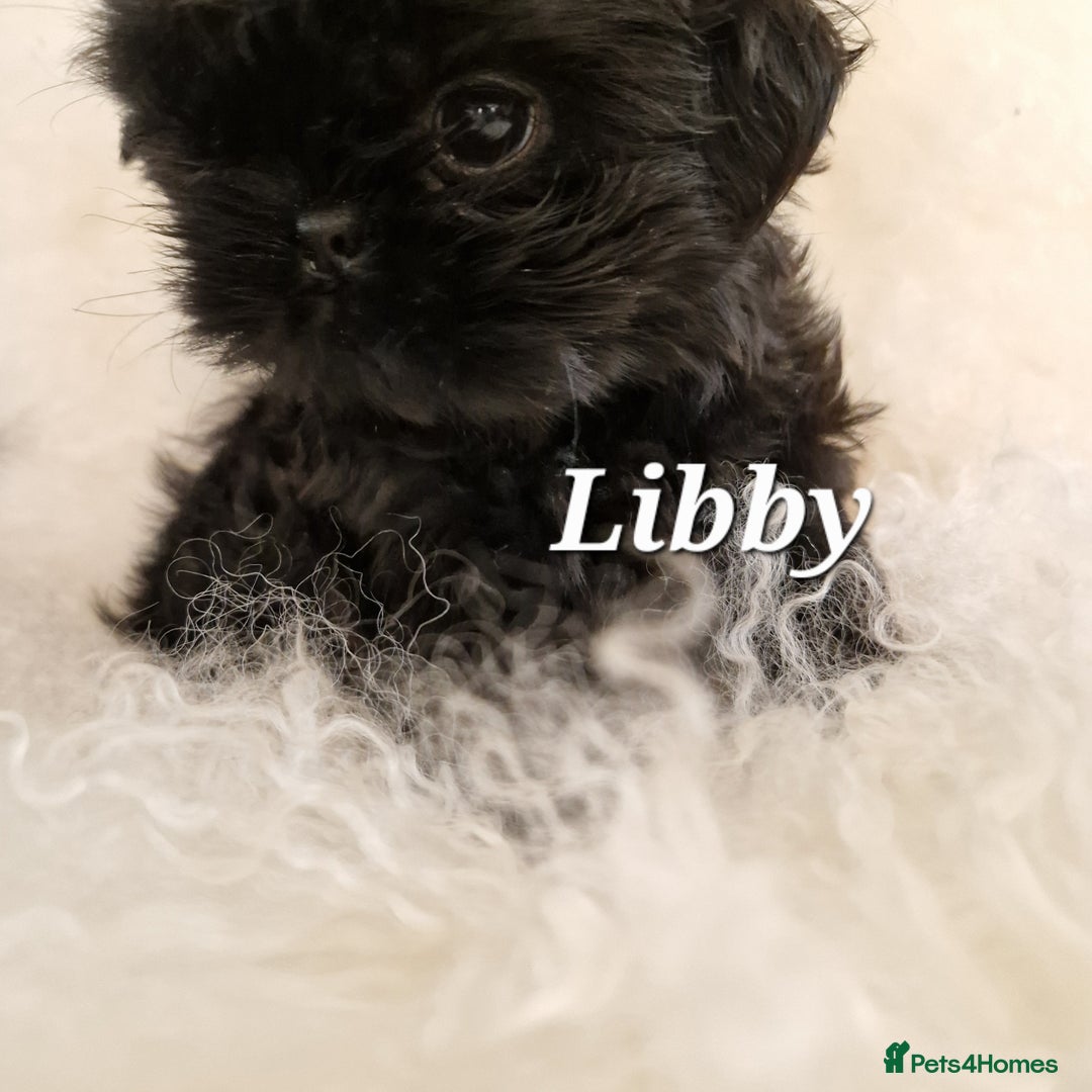 Shih Tzu dogs for sale: 4 Adorable Shih Tzu pups  - Image 1