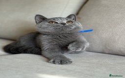 British Shorthair cats for sale: Beautiful kittens  - Image 9