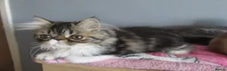 Persian cats for sale: Lovely Persian Female Kitten - Advert 4