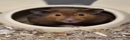 Hamster rodents for sale: Female Pedigree Syrian Hamster - Advert 4