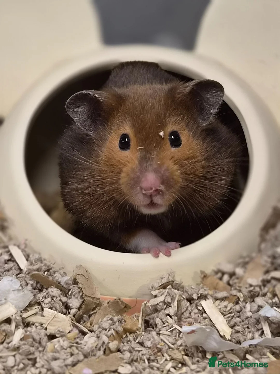 Hamster rodents for sale: Female Pedigree Syrian Hamster - Advert 2
