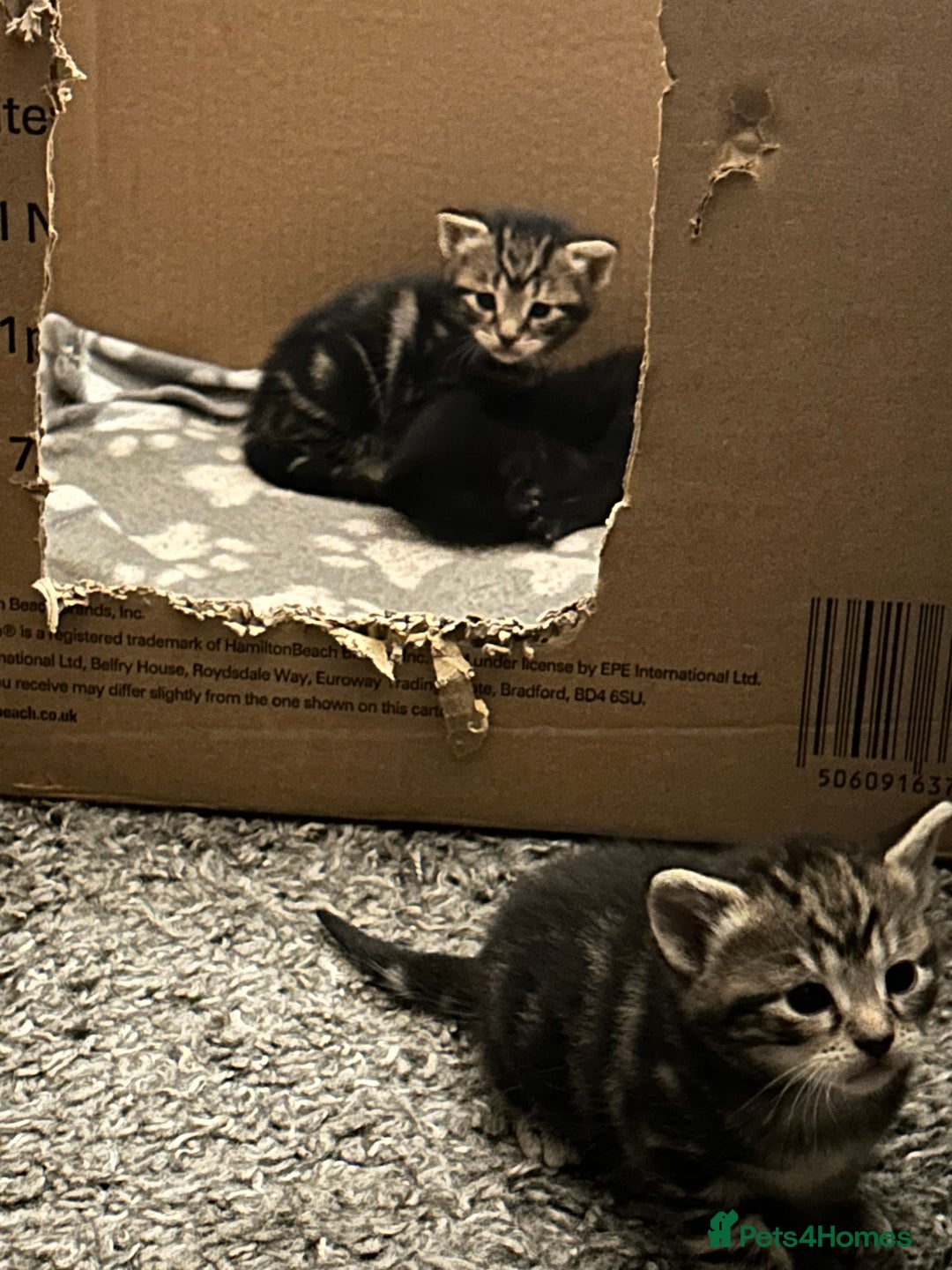 Bengal cats for sale: 3 Bengal mix kittens  - Image 17
