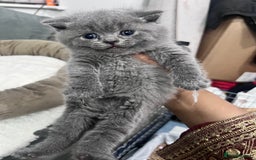 British Shorthair cats for sale: British short hair kittens - Image 5