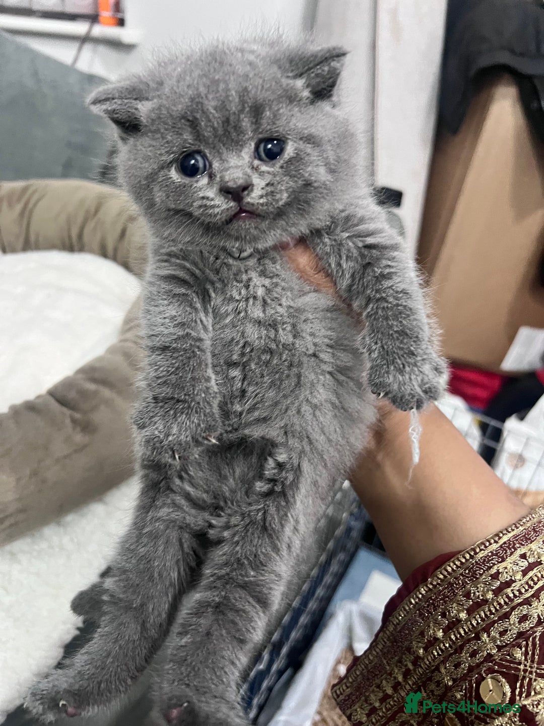 British Shorthair cats for sale: British short hair kittens - Image 5
