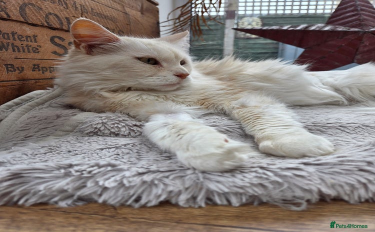 Maine Coon cats - Advert 5