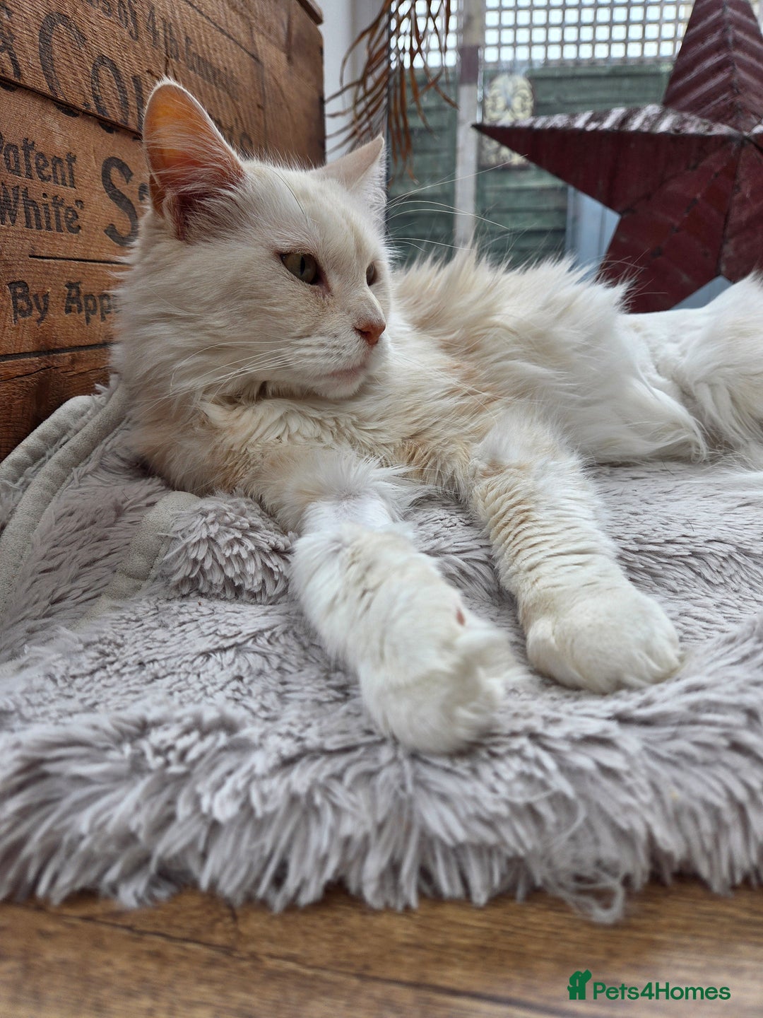 Maine Coon cats for sale: Pedigree Maine Coons - ex-breeding queens - Image 1