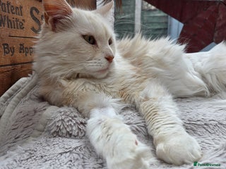 Maine Coon cats - Advert 25