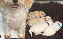 Maltipoo dogs for sale: Fully dna tested Maltipoos  - Image 16