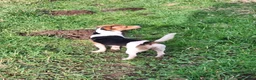 Mixed Breed dogs for sale: Beddy/jacks  in Girvan - Advert 32