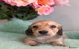 Miniature Dachshund dogs for sale: Miniature long hair dachshund  - Image 11