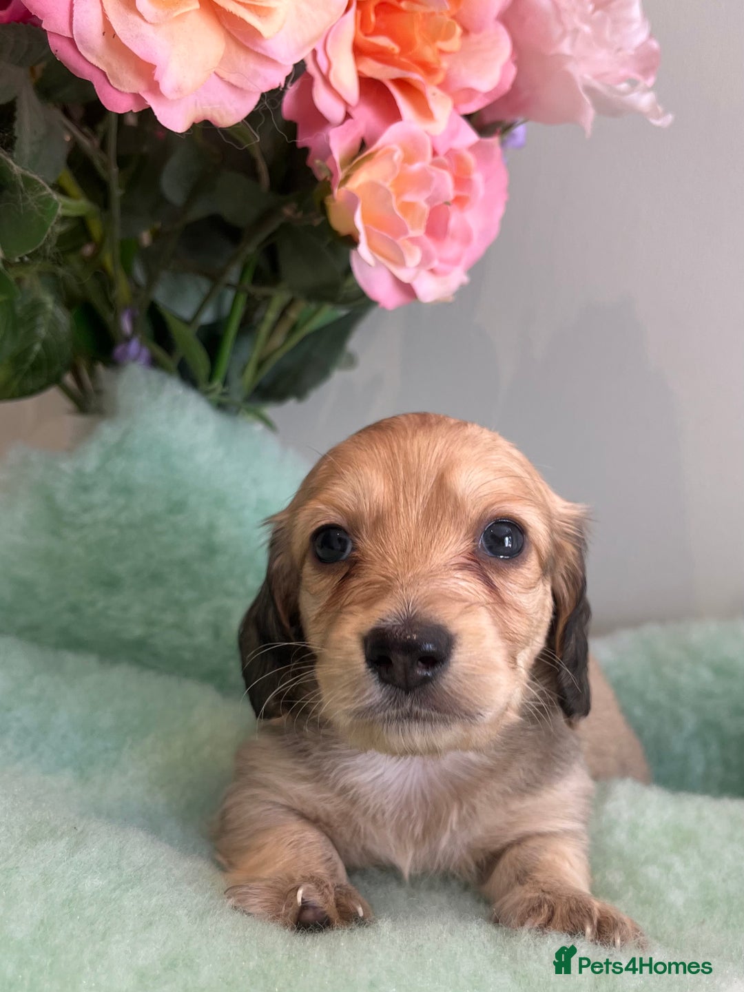 Miniature Dachshund dogs for sale: Miniature long hair dachshund  - Image 11