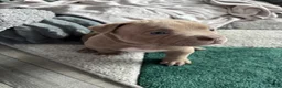 American Bully dogs for sale: American bully puppies  - Advert 32