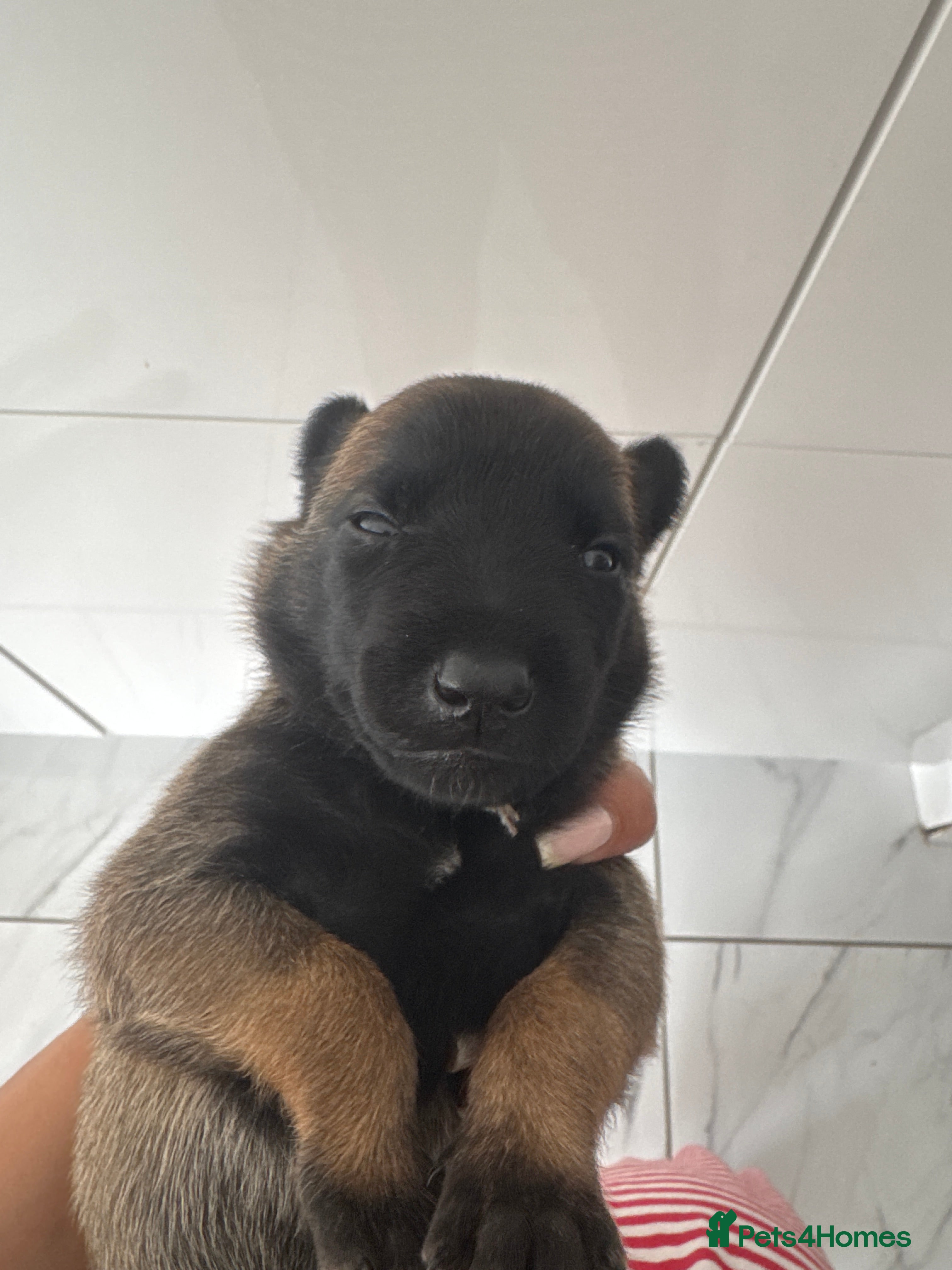 Belgian Shepherd Dog Puppy 8