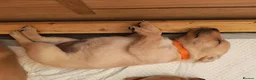 Labrador Retriever dogs for sale: Beautiful Female and Male Working Labrador Puppies - Advert 20