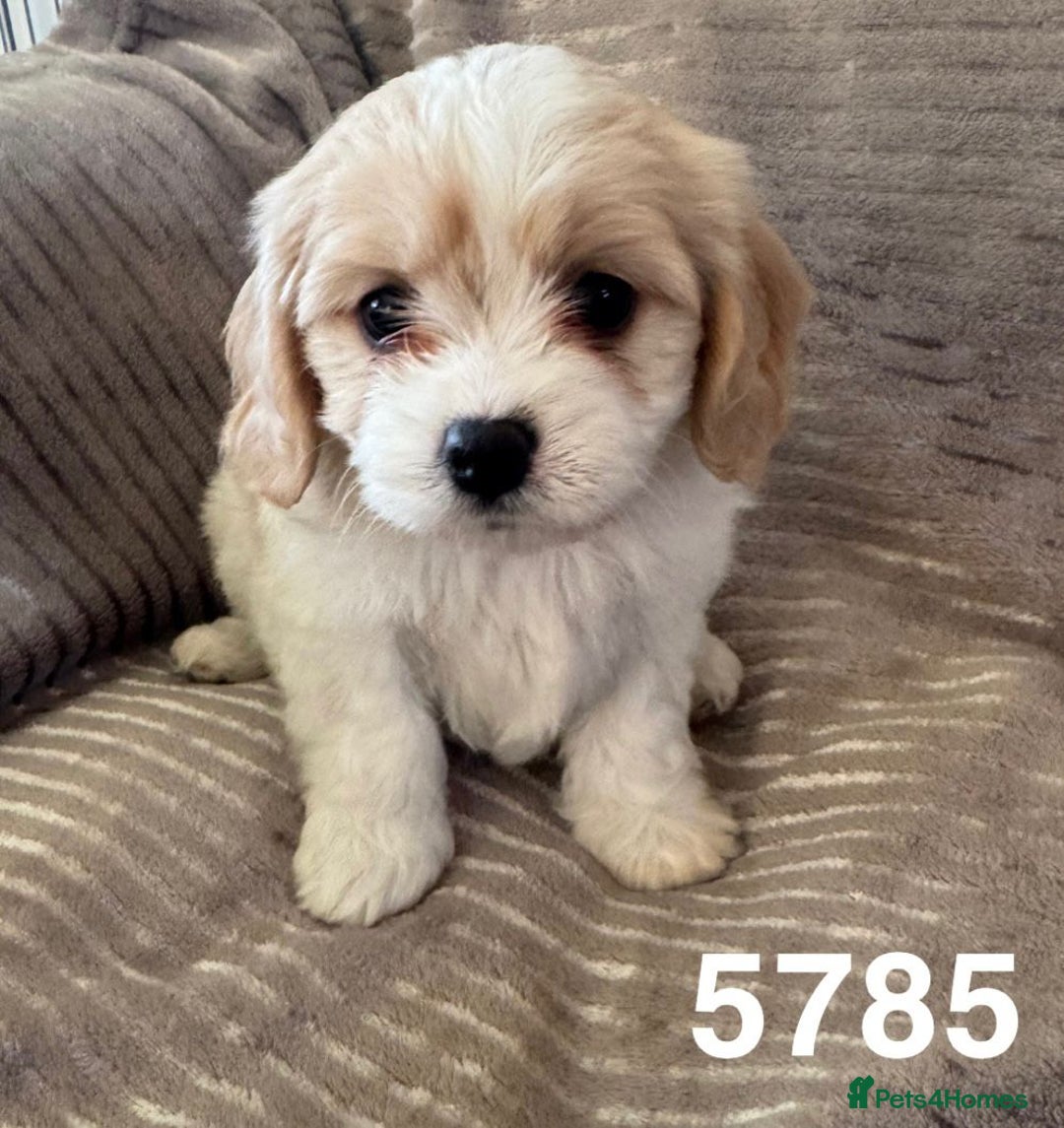 Cavachon dogs for sale: CAVACHON F1 PUPS DNA CLEAR - Advert 13